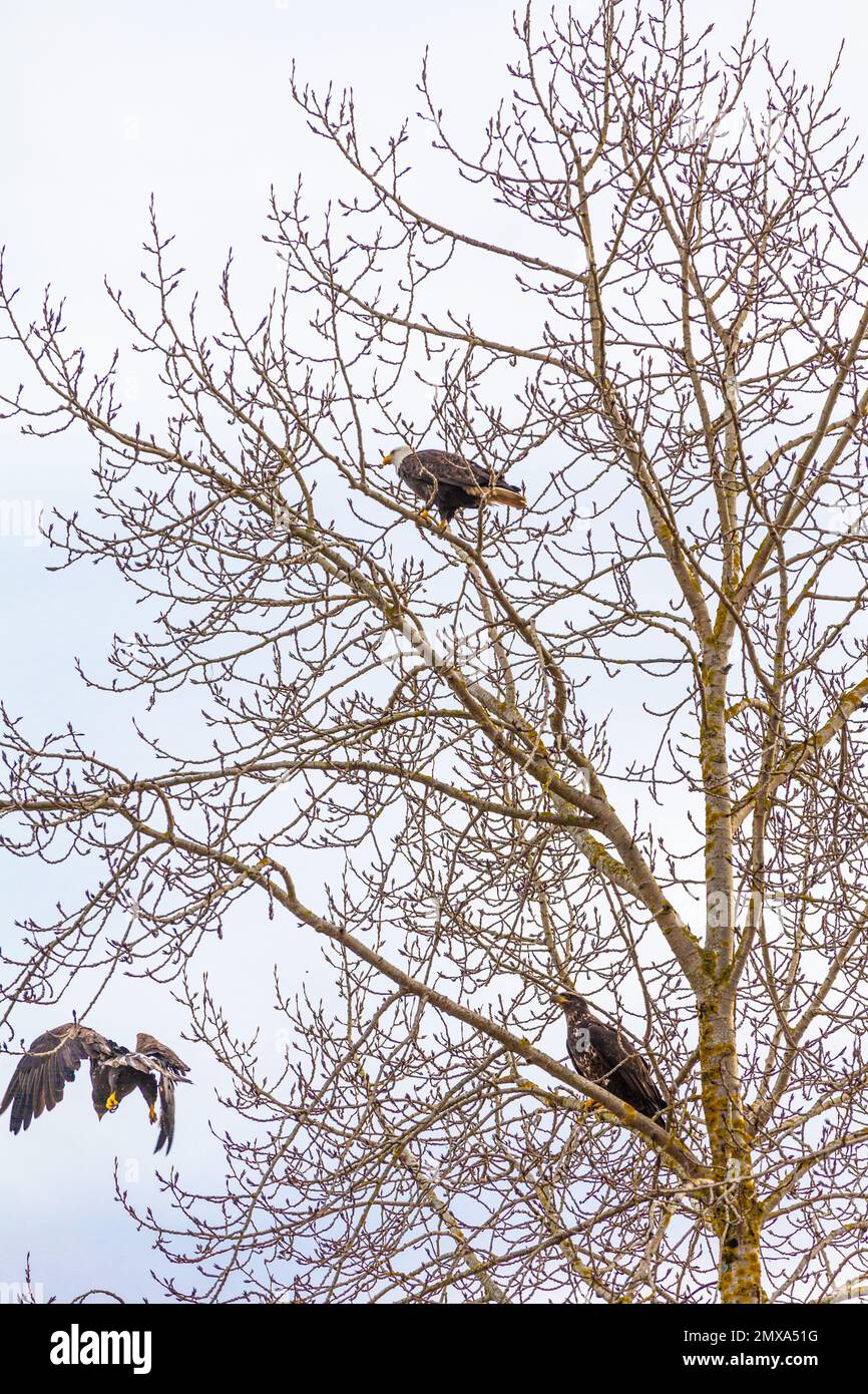 Ein reifer und zwei unreife Weißkopfadler, hoch oben in einem Baum in Steveston, British Columbia, Kanada Stockfoto