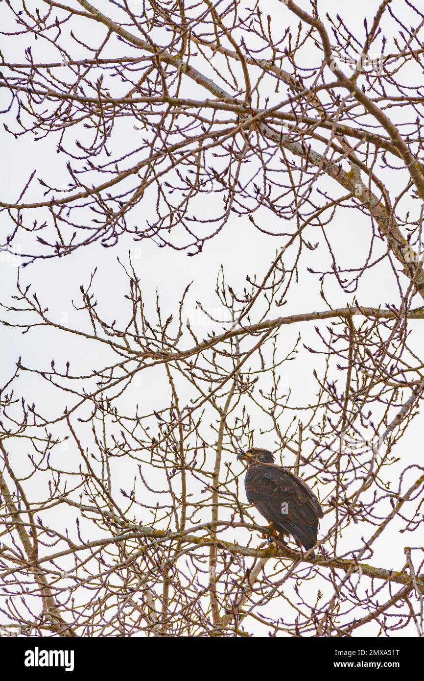 Unreifer Weißkopfadler, hoch oben in einem Baum in Steveston, British Columbia, Kanada Stockfoto