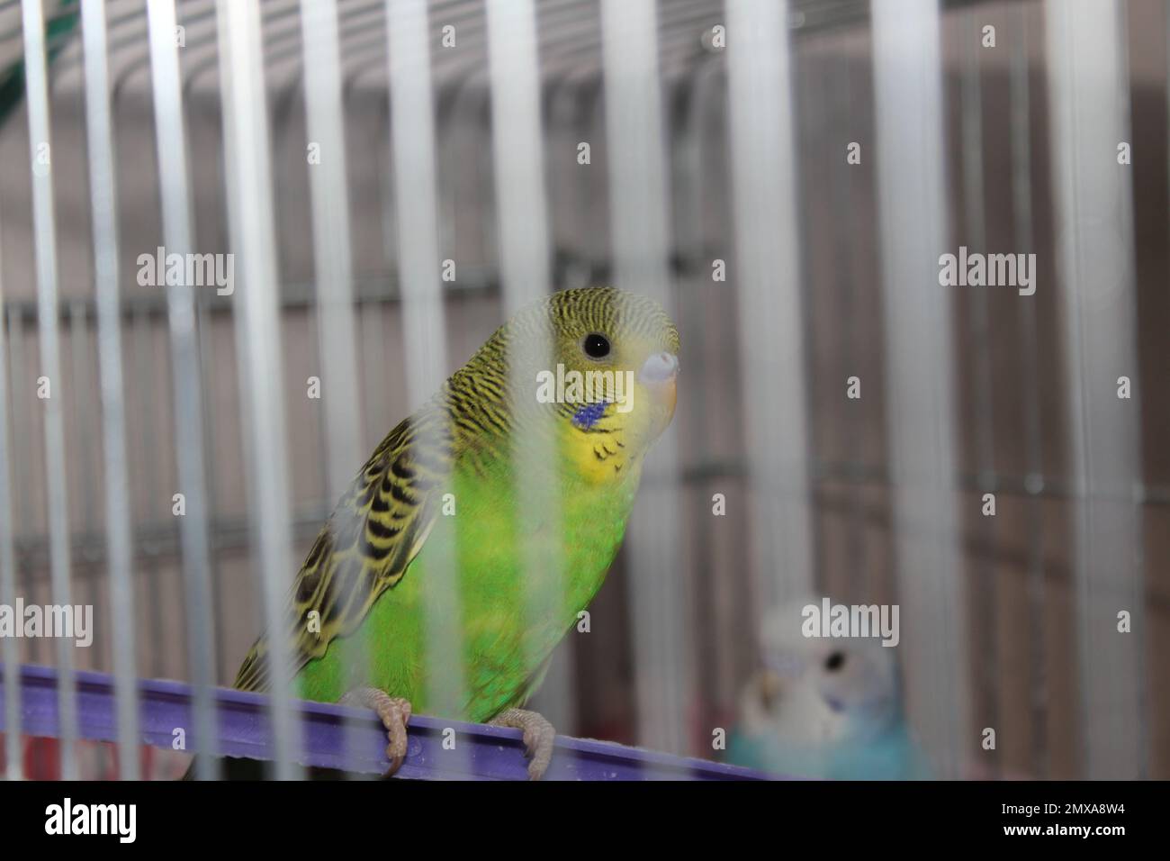 Süßer junger, fröhlicher, grüner, gelber Budgie im Käfig. Selektiver Fokus auf Sittich. Stockfoto