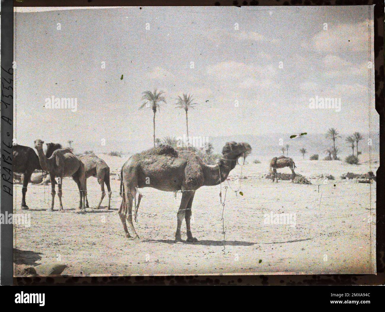 (Französisch - Aqaba , Arabie ( actuelle Jordanie ) Parc de chameaux des Forces arabes du royaume du Hedjaz). Stockfoto