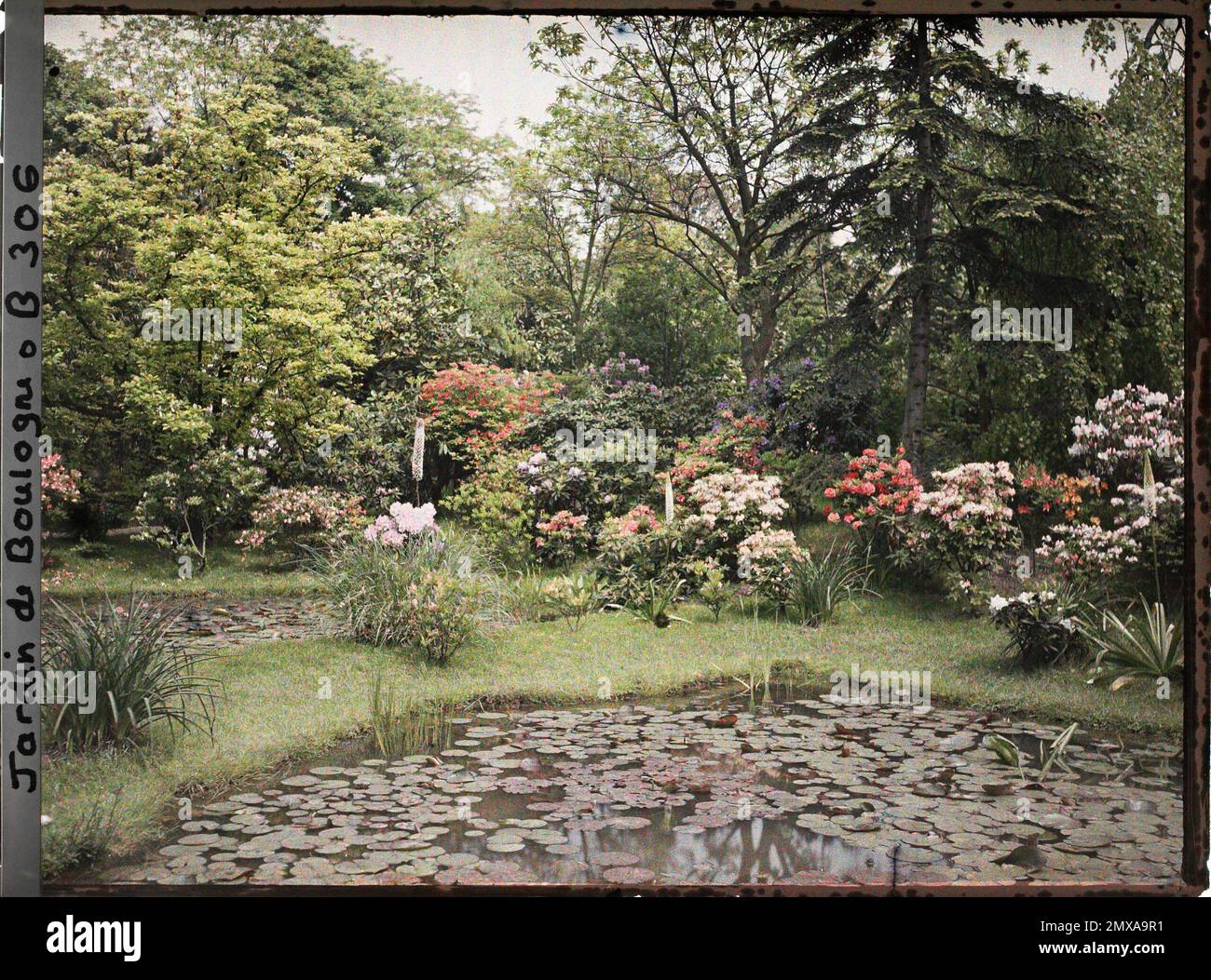 Eigentum von Albert Kahn, Boulogne, Frankreich, östlich des blühenden Sumpfes von Rhododendron und Azaleas, in Richtung Nordosten, Stockfoto
