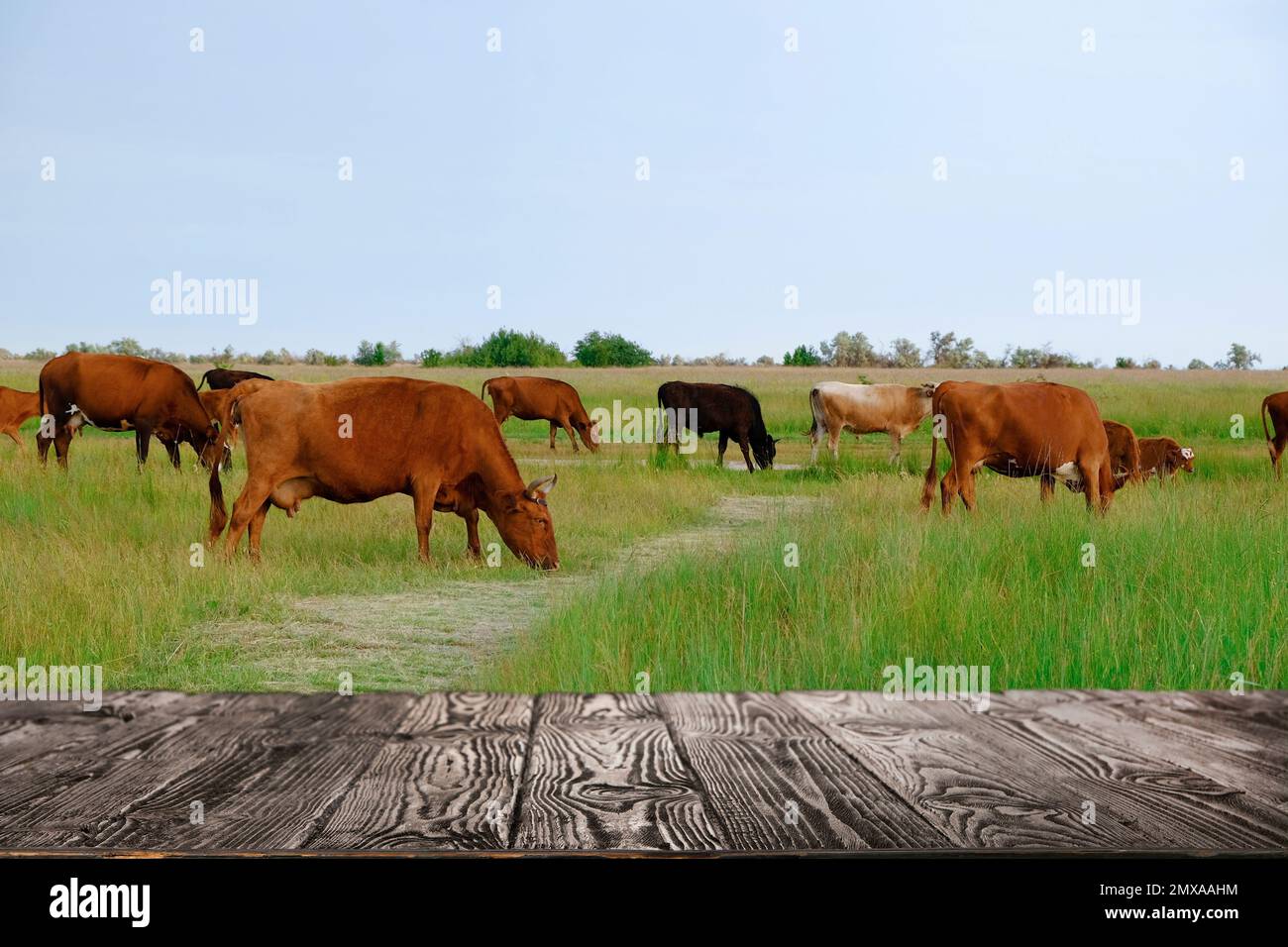 Leerer Holztisch und Kühe, die auf dem Feld auf dem Hintergrund weiden. Tierhaltungskonzept Stockfoto