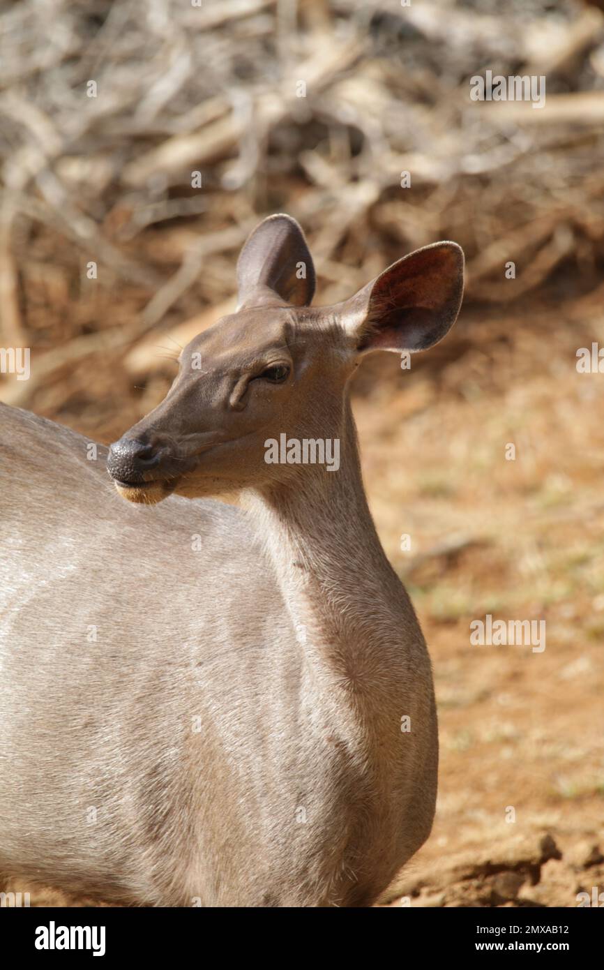 Fleckhirsche, Barking Deer und Sambarhirsche in der Wildnis. Besuchen Sie Sri Lanka. Stockfoto