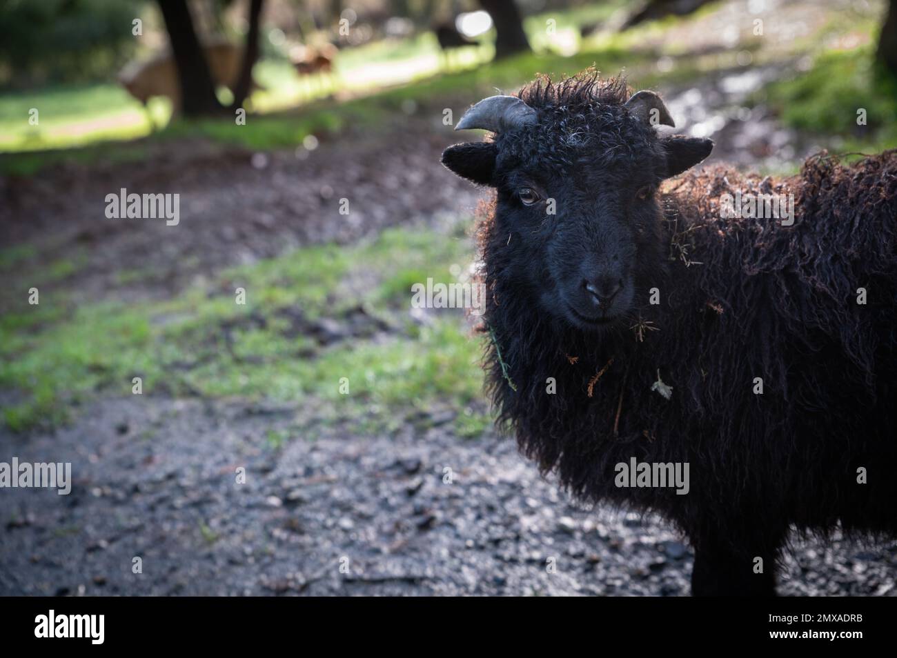 Wunderschönes kleines schwarzes Schaf aus der Bretagne Stockfoto