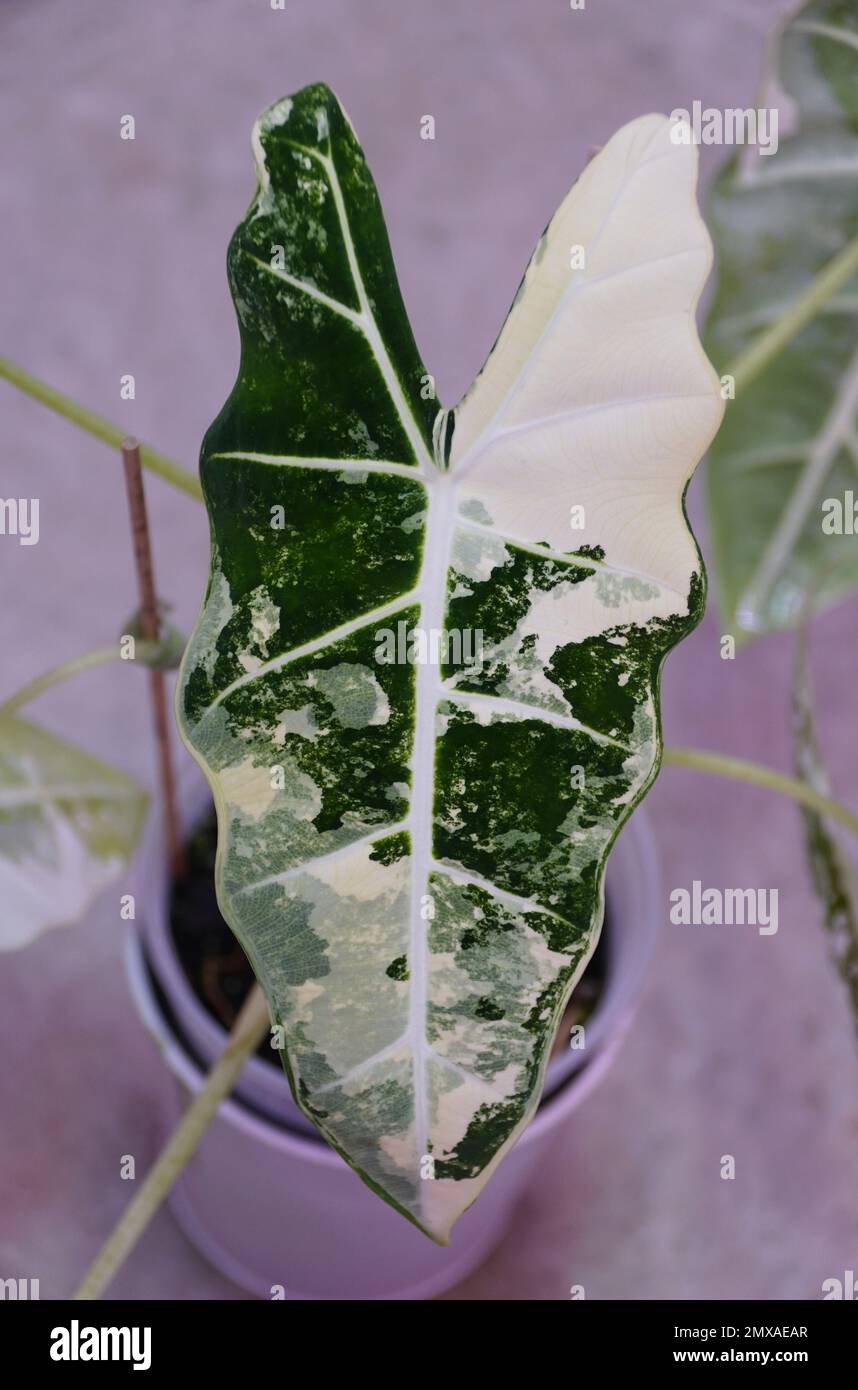 Atemberaubende weiße und grüne Marmorblätter der vielblättrigen Arocasia Frydek-Pflanze Stockfoto