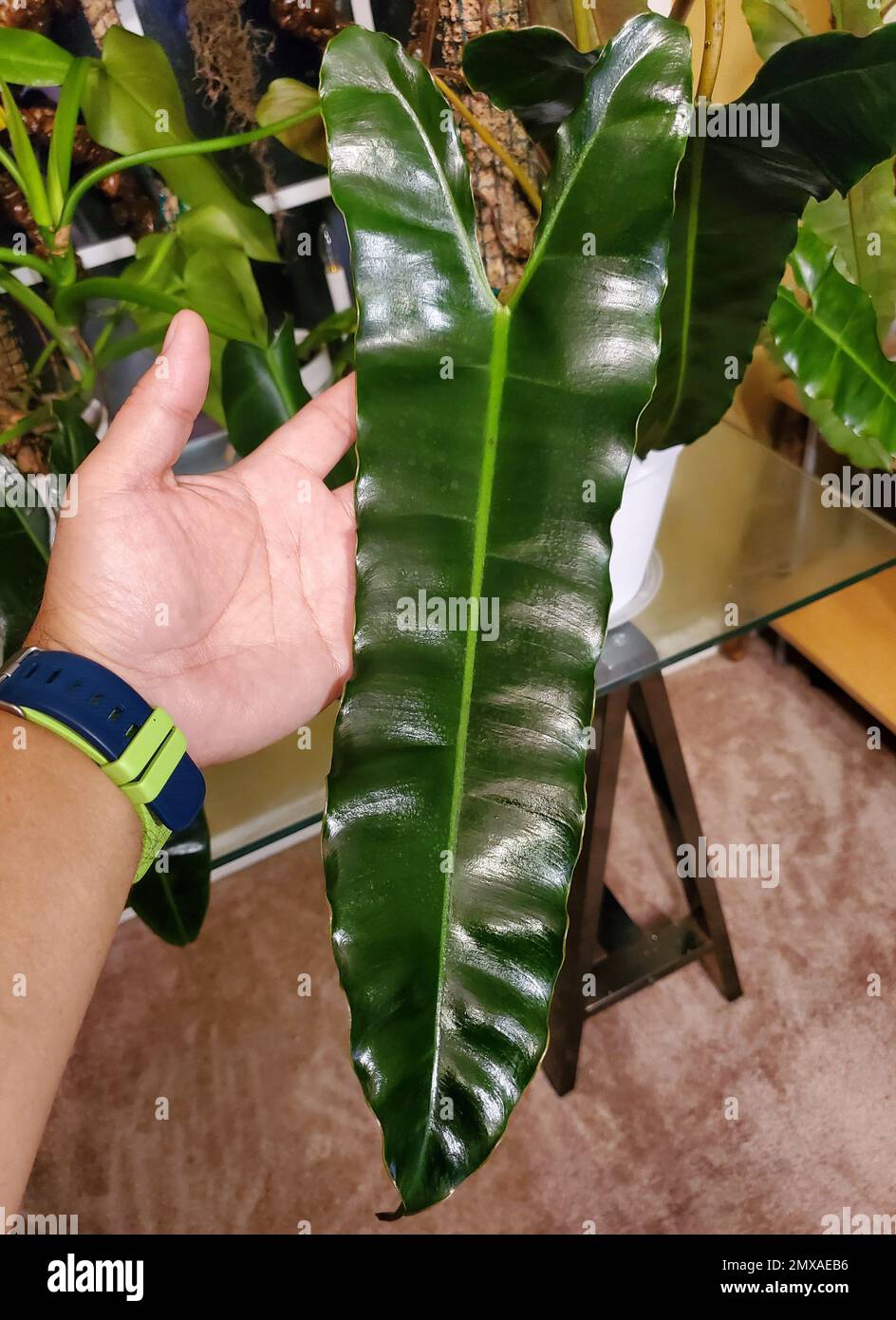 oh2 plants and flowers Premium Liquid PHALAENOPSIS Orchid Plant Fertilizer - 3-1-2 Concentrate for Indoor Plants and Flowers by Gardenera main image 1