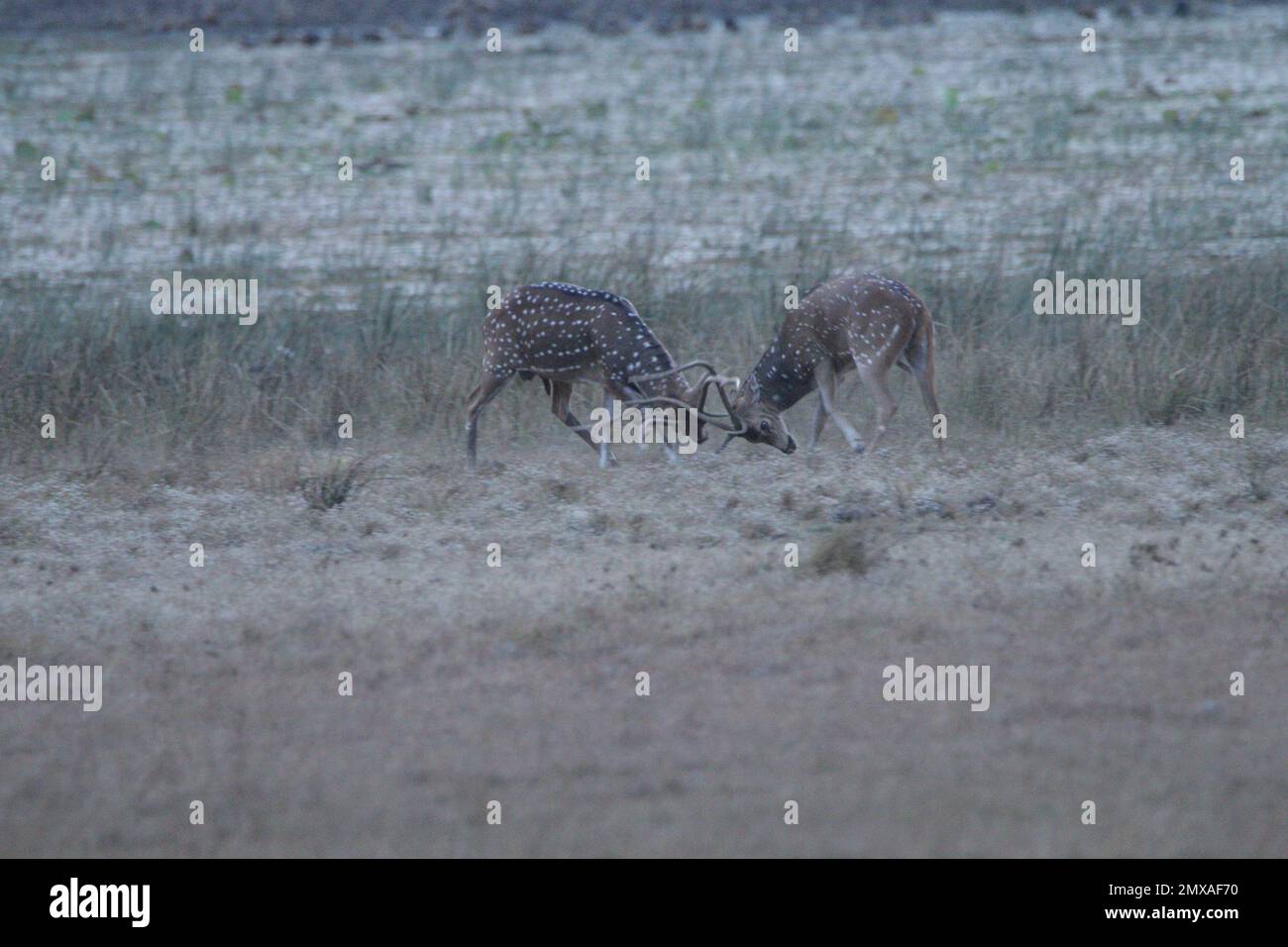 Fleckhirsche, Barking Deer und Sambarhirsche in der Wildnis. Besuchen Sie Sri Lanka. Stockfoto