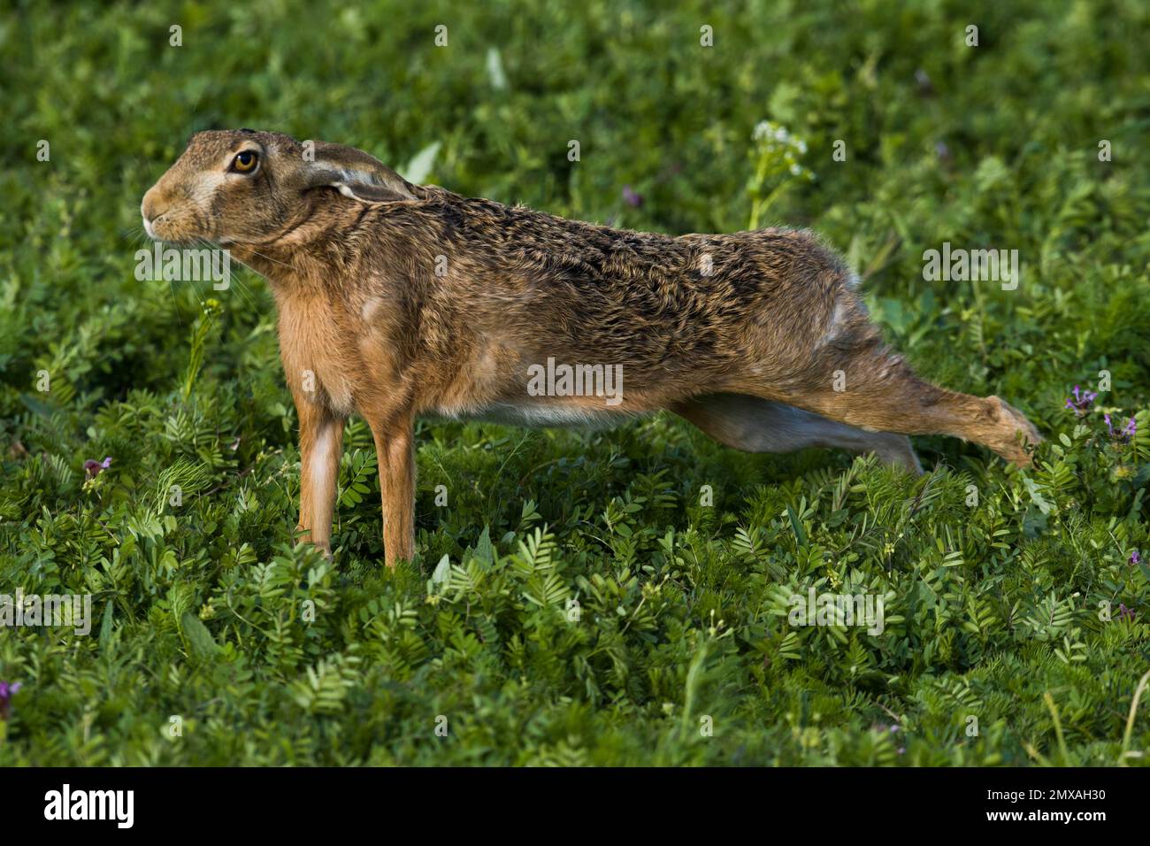 Europäischer Hasen (Lepus europaeus), Stretching, Seewinkel, Burgenland, Österreich Stockfoto