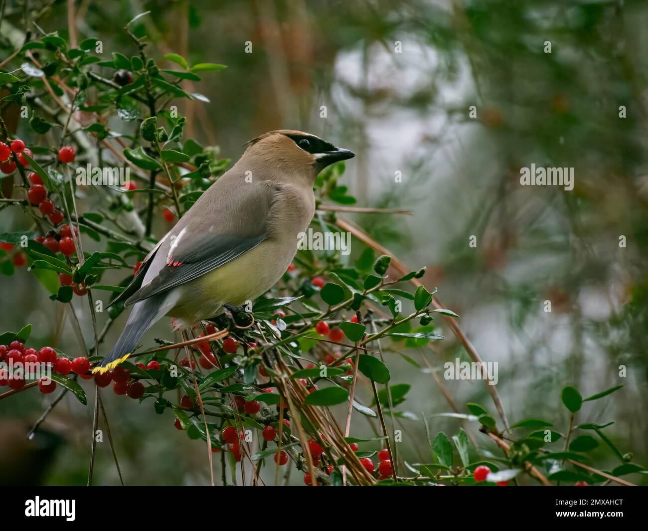 Ein einziger Wachsvogel aus Zedern, hoch oben auf einem Yaupon-Strauchbaum mit roten Beeren. Fotografiert in Texas mit geringer Tiefenschärfe. Stockfoto