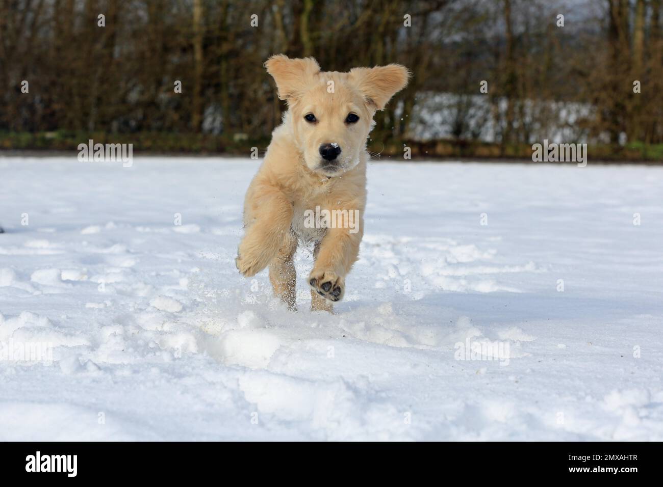 Golden Retriever Hündchen läuft im Schnee, 8 Wochen alt, Arnsberg, Nordrhein-Westfalen, Deutschland Stockfoto