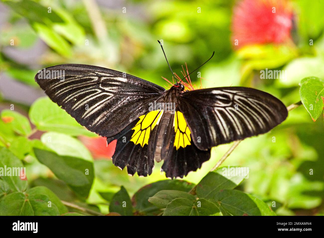 Butterfly Museum, Key West, Florida/ Key West Butterfly & Nature Conservatory, Key West, Florida, Key West, Florida, USA Stockfoto