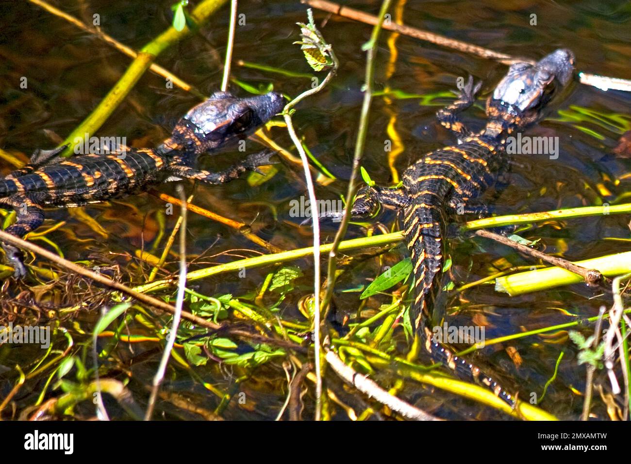 Mini-Alligatoren im Sumpf, Everglades-Nationalpark, Florida/ kleiner Alligator, Sumpf, Everglades-Nationalpark, Florida, USA Stockfoto