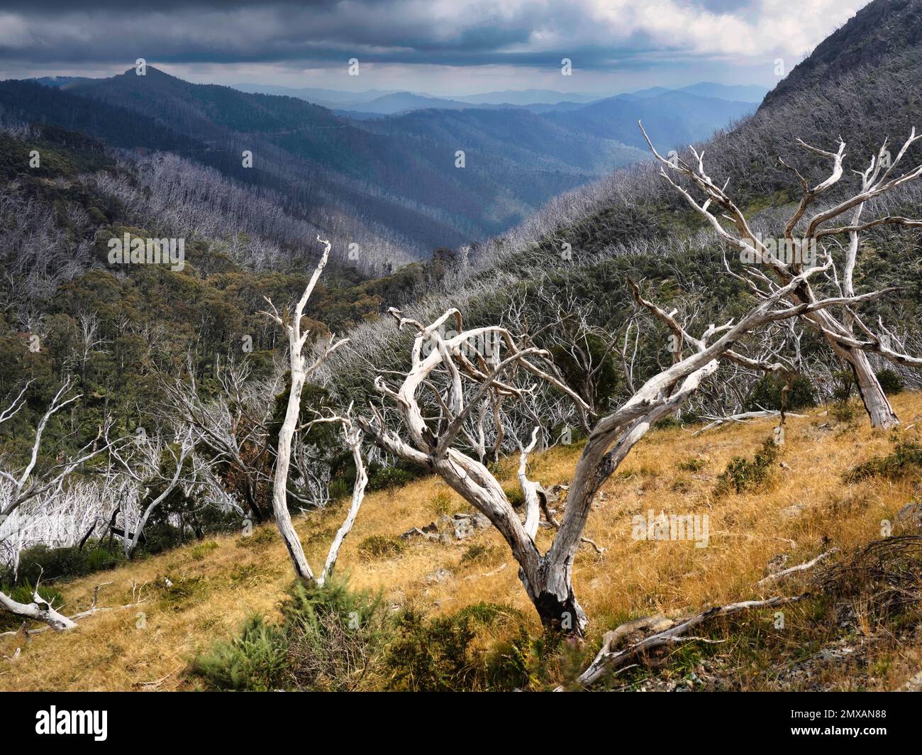 Nach den Buschfeuern im viktorianischen Hochland Stockfoto