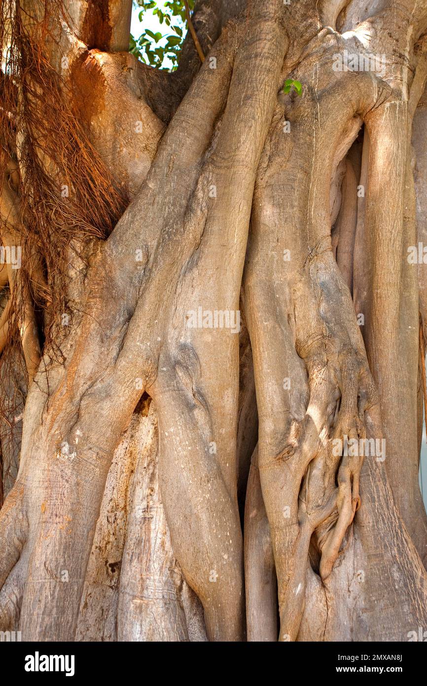 Banyanbaeme, Florida/Banyan, Florida, Florida, USA Stockfoto