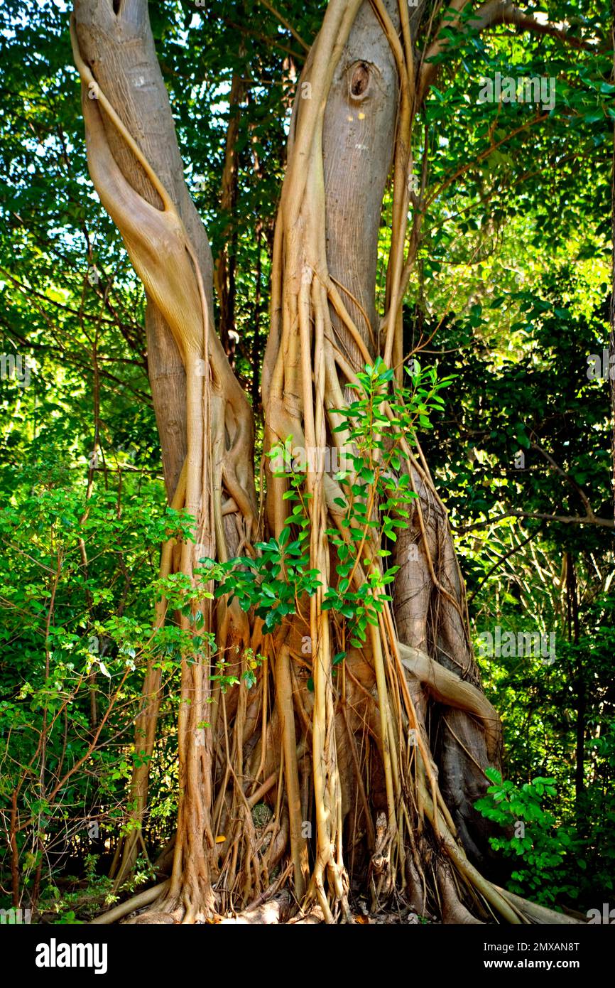 Banyanbaeme, Florida/Banyan, Florida, Florida, USA Stockfoto