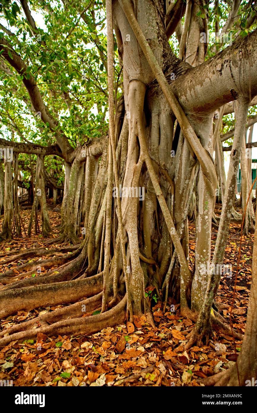 Banyanbaeme, Florida / Banyan, Florida, Florida, USA Stockfoto