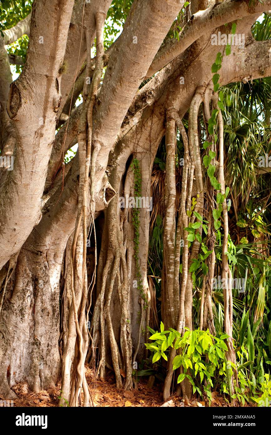 Banyanbaeme, Florida/Banyan, Florida, Florida, USA Stockfoto