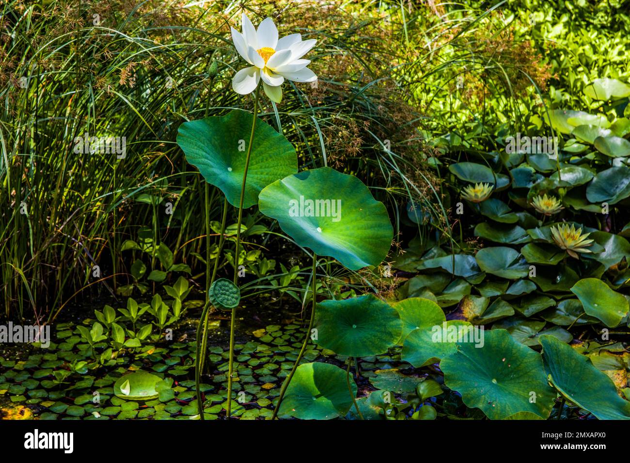Wasserlilien und Lotusse, subtropischer botanischer Garten auf den