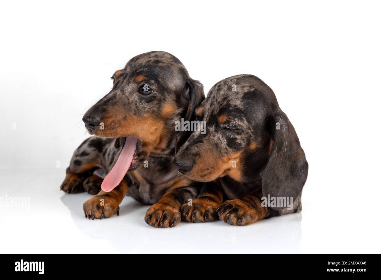 Ein Paar glatter Dackel-Welpen aus Marmor wurde vom Fotoshooting müde und schlief übereinander, isoliert auf Weiß, ein Stockfoto