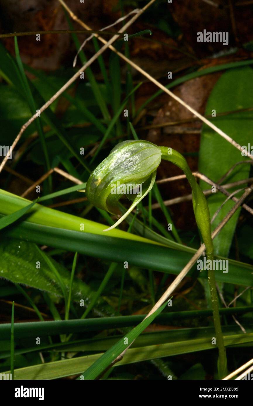 Nickende Gewächshaus-Orchideen (Pterostylis nutans) sind auch als Papageienschnabel bekannt - aus offensichtlichen Gründen! Häufig in feuchten Wäldern Südaustraliens. Stockfoto