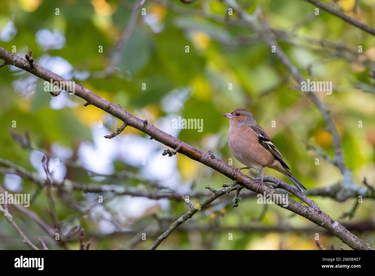Männchen Chaffinch (Fringilla Coelebs) auf einem Ast mit unscharfem Laub im Hintergrund Stockfoto