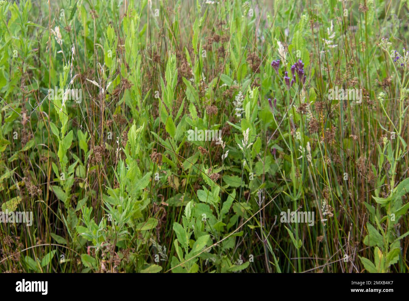Wildes Grüngras für die Verwendung im Hintergrund Stockfoto