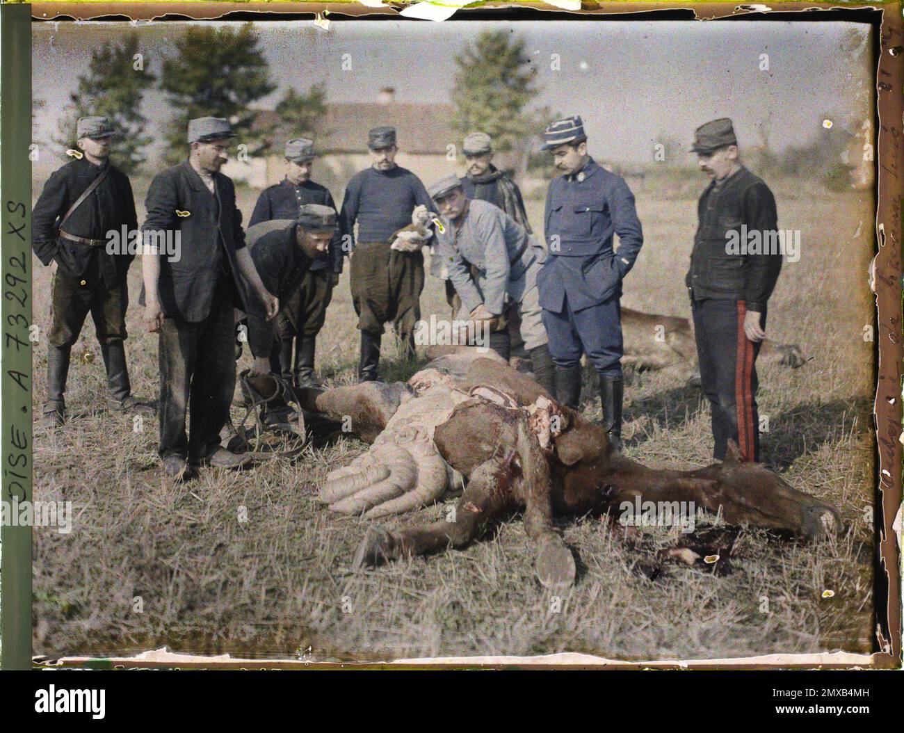 Oise, Frankreich Autopsie von getöteten Pferden, 1915 - Picardie - Stéphane Passet Stockfoto