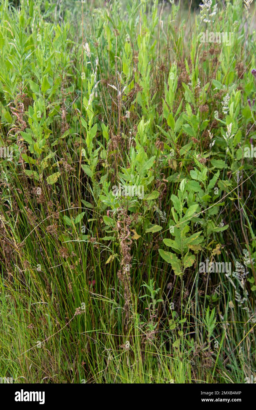 Wildes Grüngras für die Verwendung im Hintergrund Stockfoto