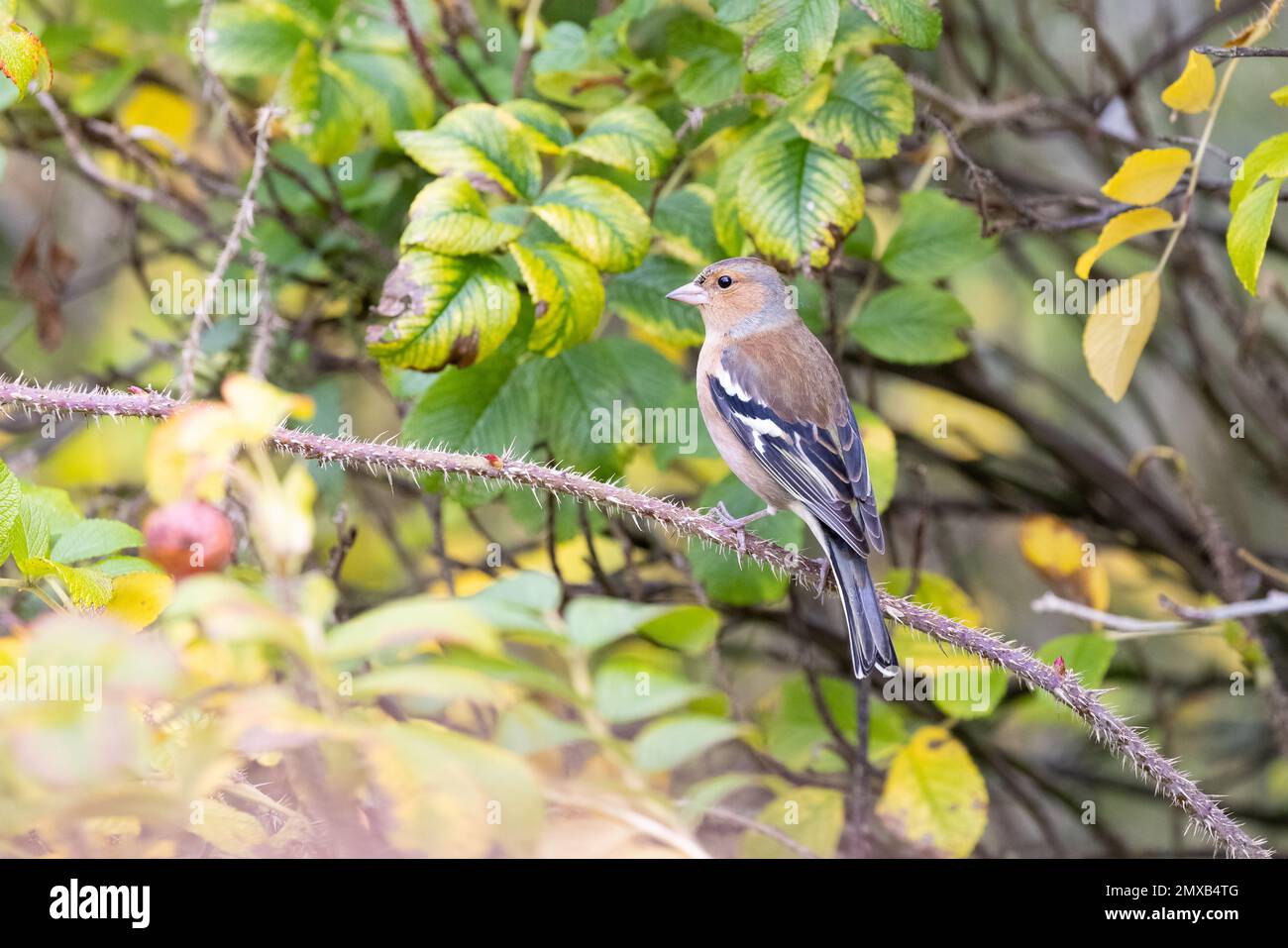 Männlich Chaffinch (Fringilla Coelebs) auf Brombeerstiel mit unscharfem Laub im Hintergrund Stockfoto