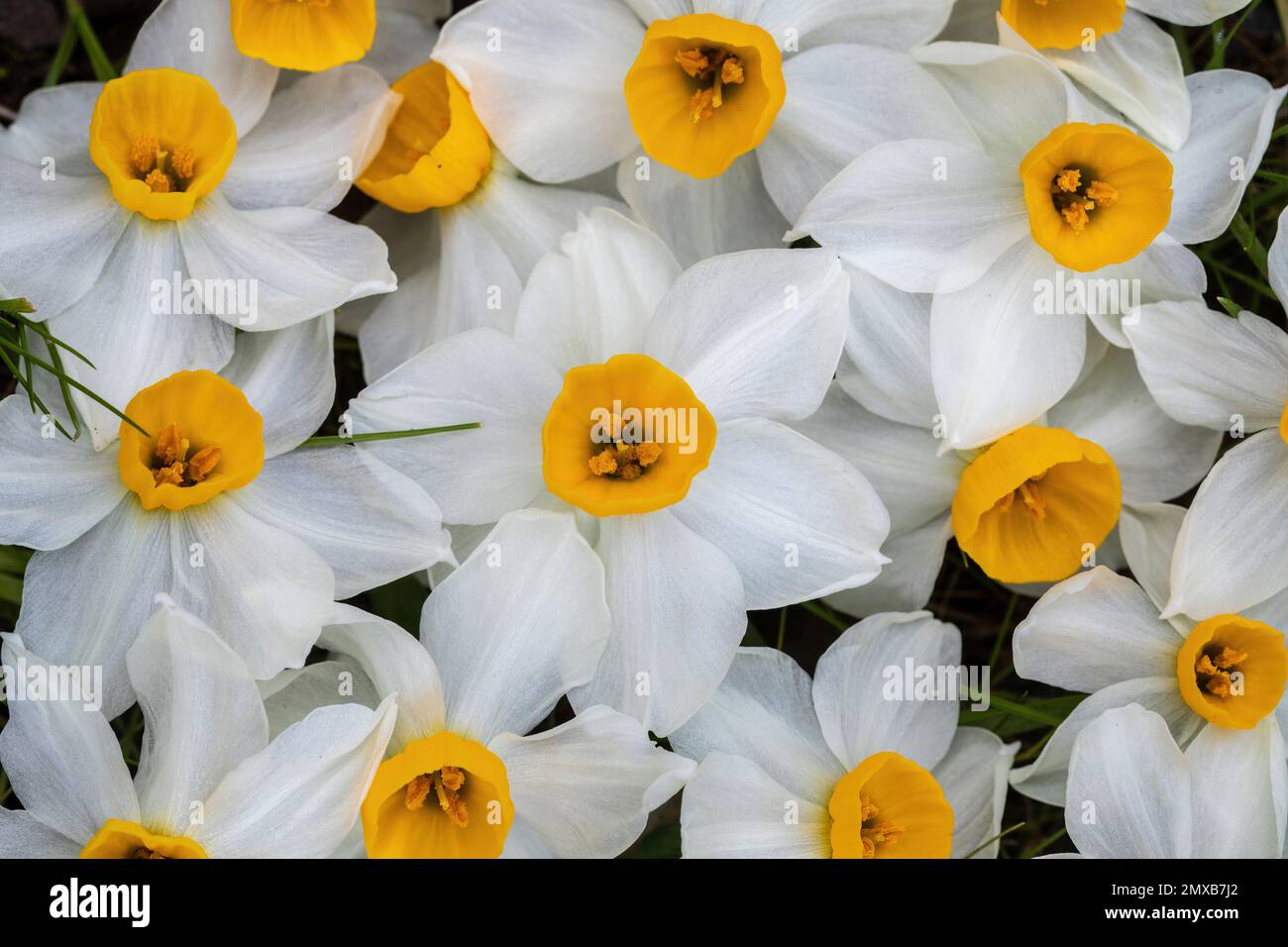 Weiße Narzisse Blumen in Blüte Stockfoto