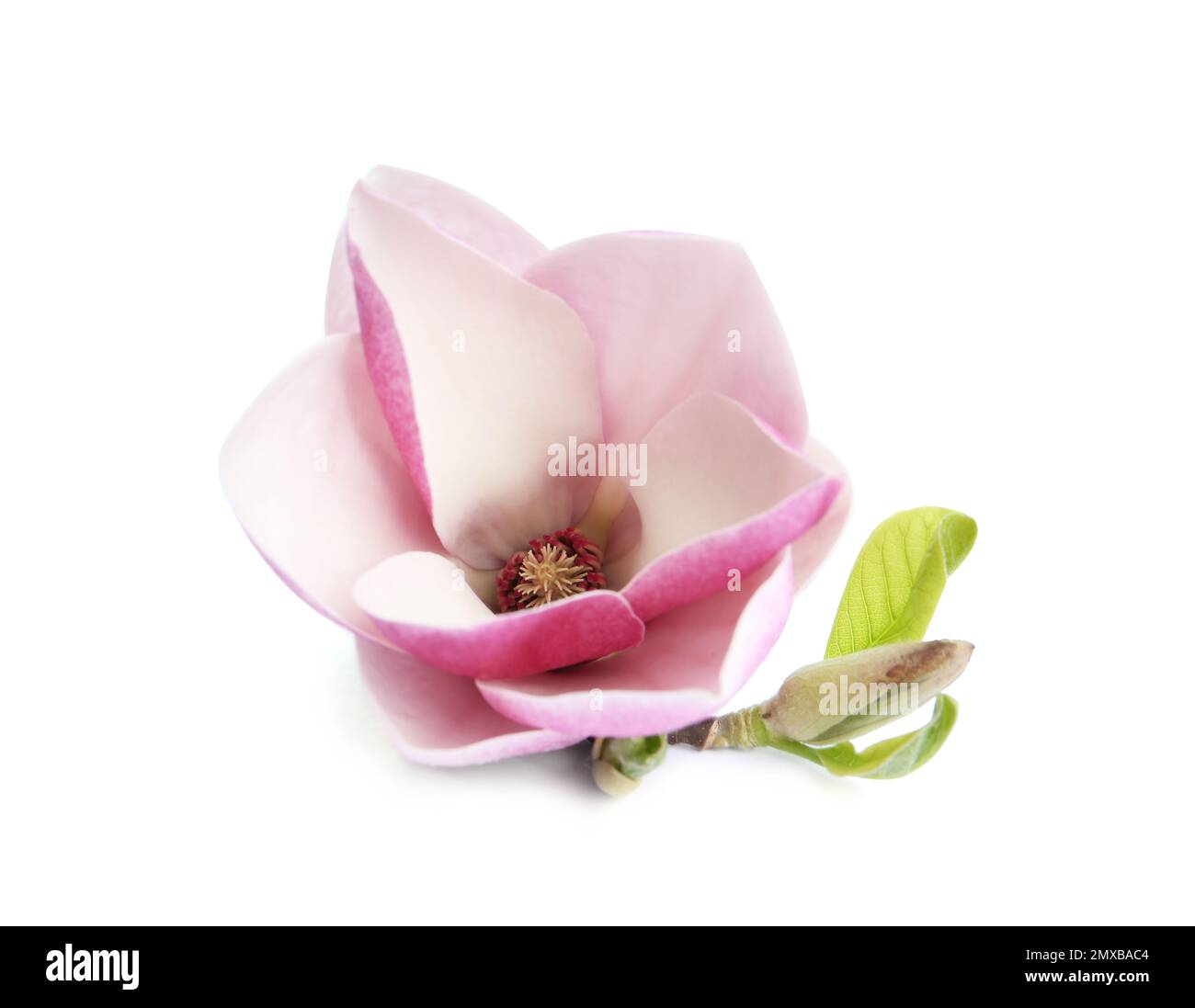 Wunderschöne Magnolienblüte, isoliert auf Weiß. Frühlingsblüte Stockfoto