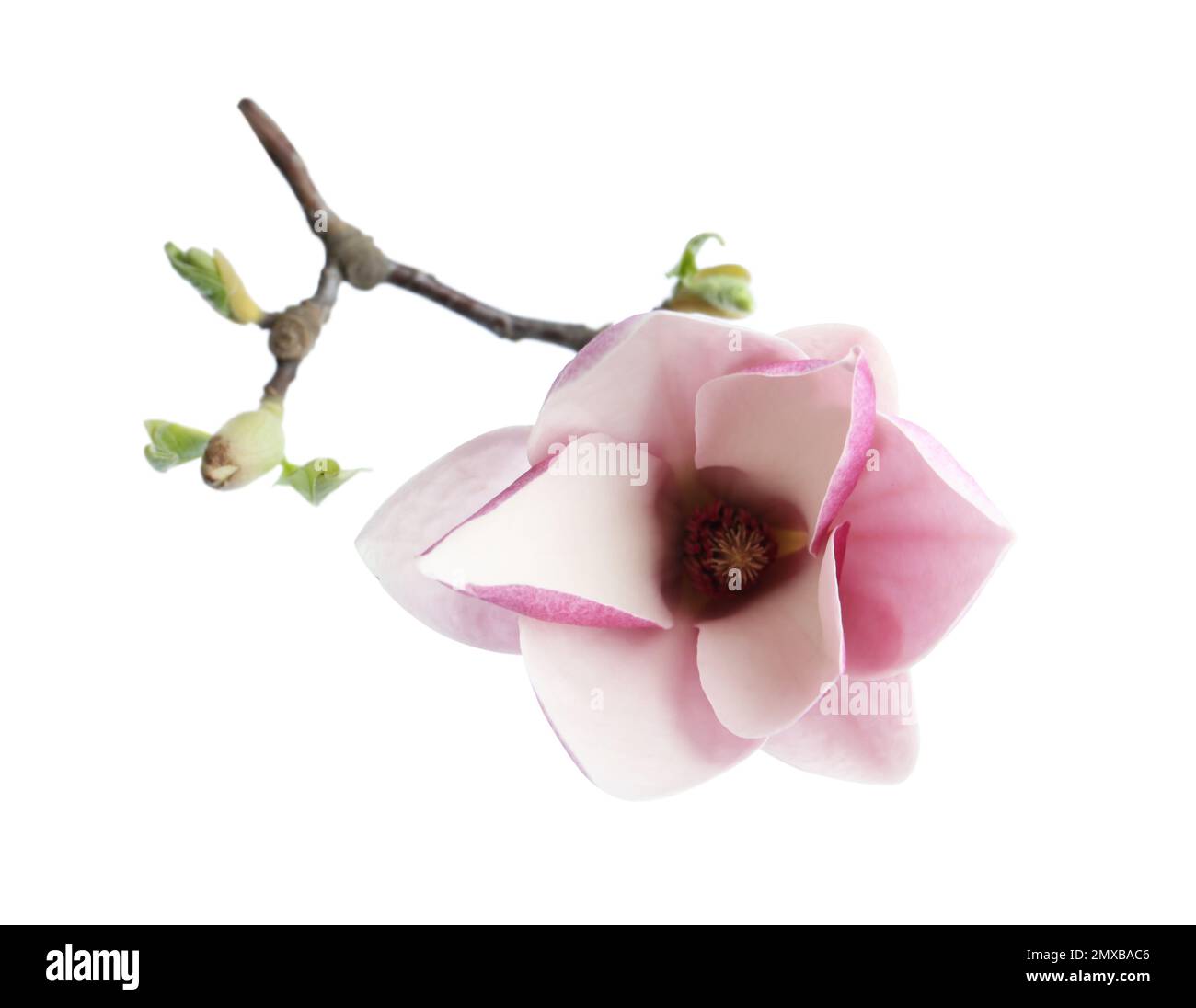 Zweig mit wunderschöner Magnolienblume isoliert auf weiß. Frühlingsblüte Stockfoto