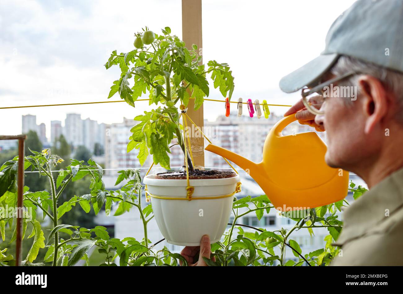 Alter Mann, der im Gewächshaus gärtnerte. Die Hände der Männer halten die Gießkannen und die Tomatenpflanze Stockfoto