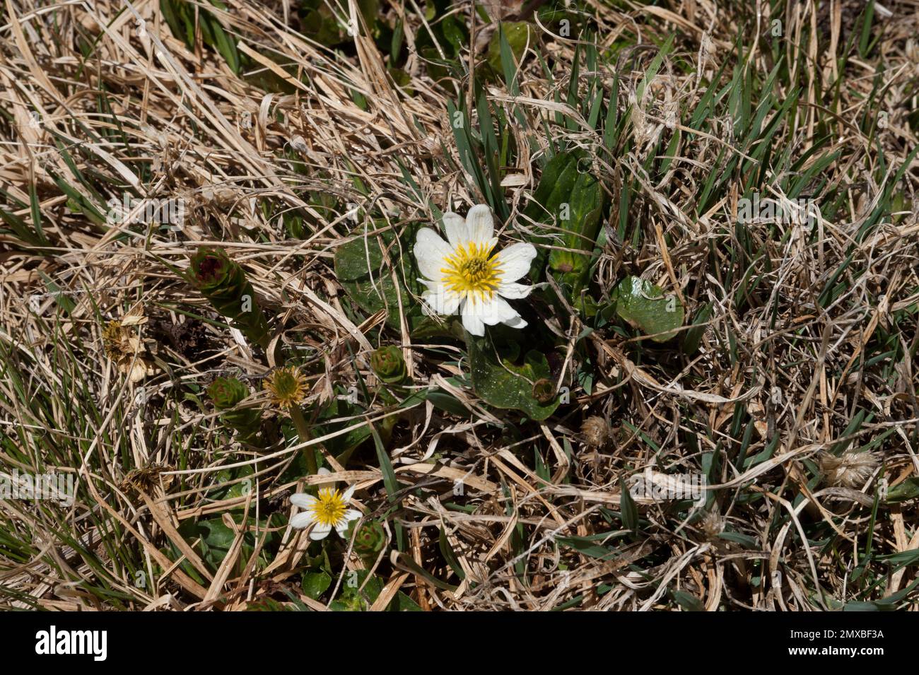 Weiße Marshmallows (Caltha leptosepala) auf 12.900 m Höhe auf dem Mount Evans in Colorado. Stockfoto