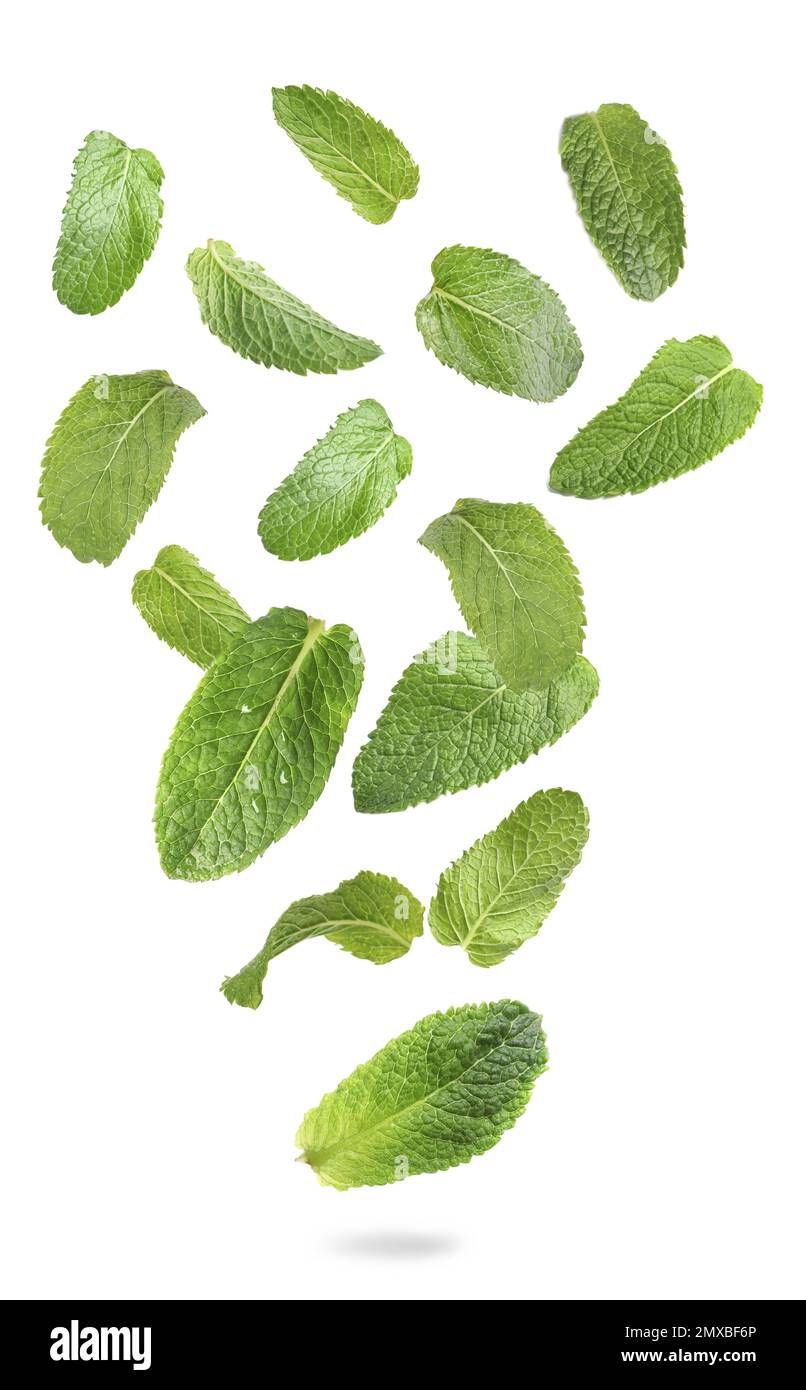 Ein Satz fliegender grüner Minzblätter auf weißem Hintergrund Stockfoto