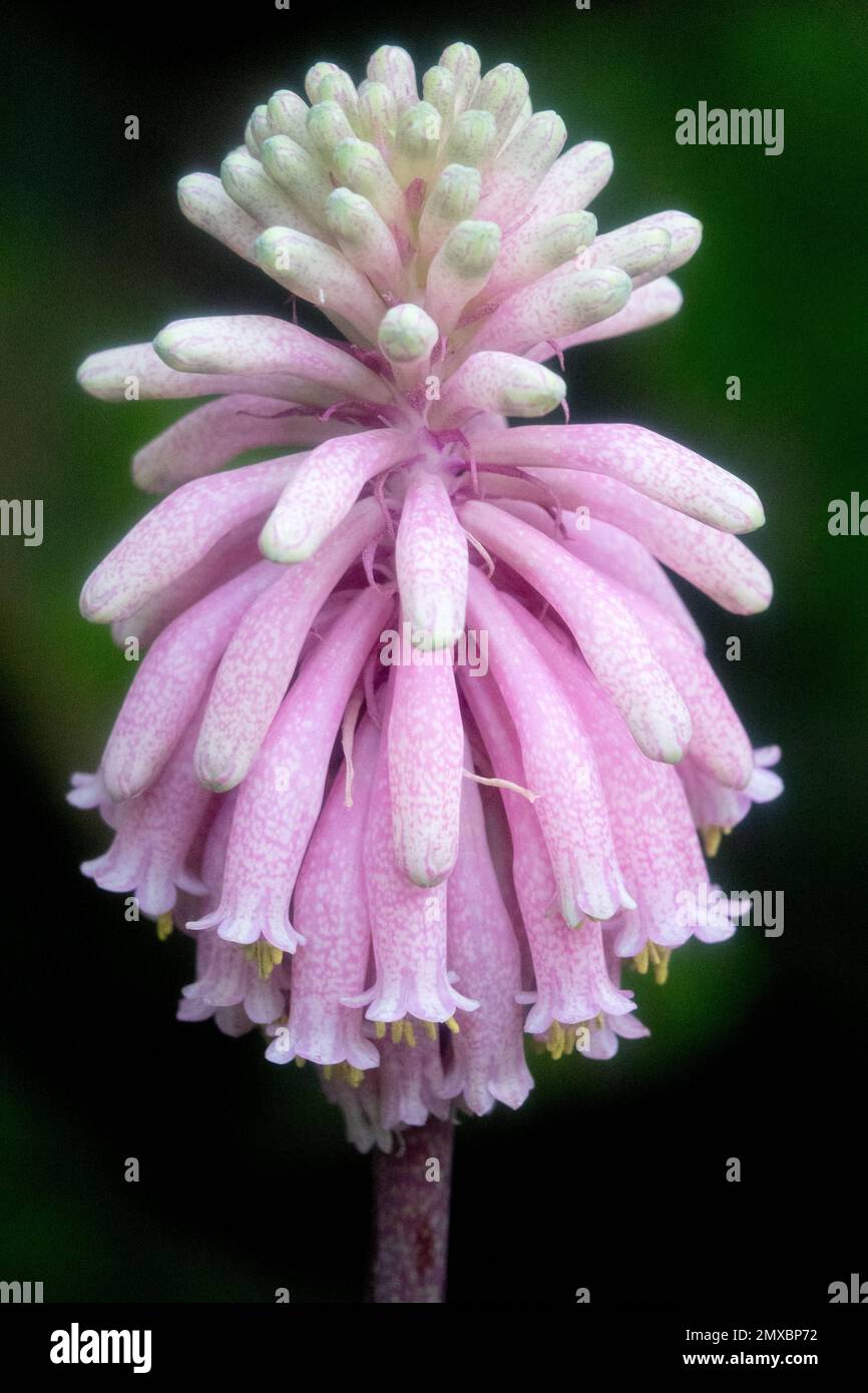Waldlilie, Veltheimia bracteata, Blumenporträt Stockfoto