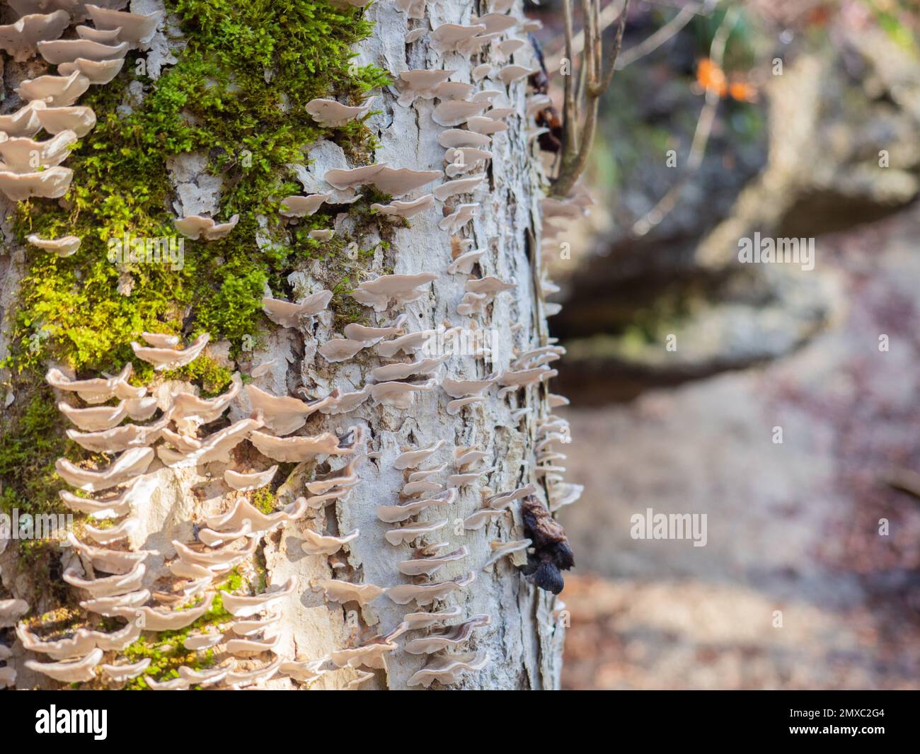 Bernried, Deutschland - Dezember 30. 2022: Bäume und Holzpilze Trametes in einem bayerischen Wald Stockfoto