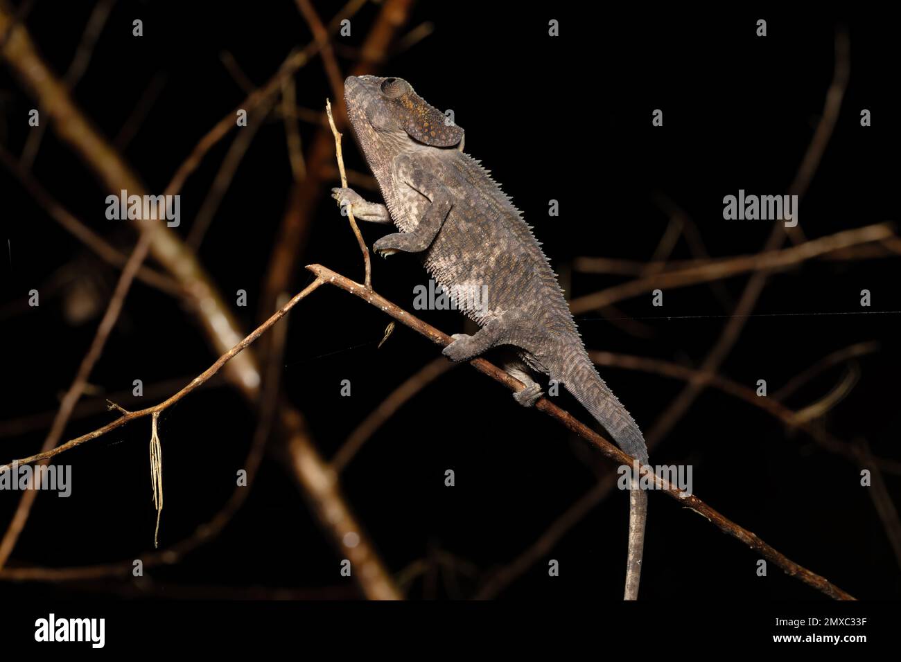 Männlich vom KurzhornChamäleon (Calumma brevicorne), endemisches Tier. Andasibe-Mantadia-Nationalpark, Madagaskar Tierwelt. Stockfoto