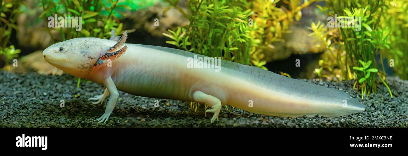 Nahaufnahme eines Axolotl (Ambystoma mexicanum) Stockfoto
