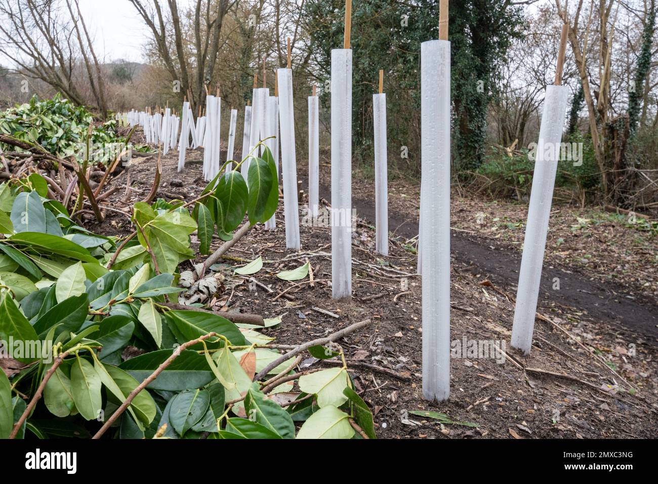 Einheimische Hecke, die neu gepflanzt wurde, um nicht einheimischen Lorbeerwald zu ersetzen, das Feuchtgebiet in der Nähe von Godalming, Surrey, England, Großbritannien Stockfoto