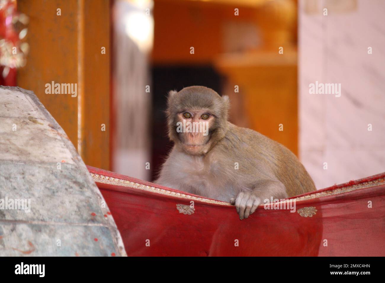 Rhesus macaque (Macaca mulatta) in einem Tempel auf der Suche nach Essen : (Pix Sanjiv Shukla) Stockfoto