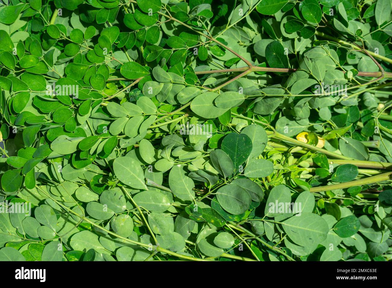 Moringa oleifera-Blätter, tropischer Kräuterhintergrund Stockfoto