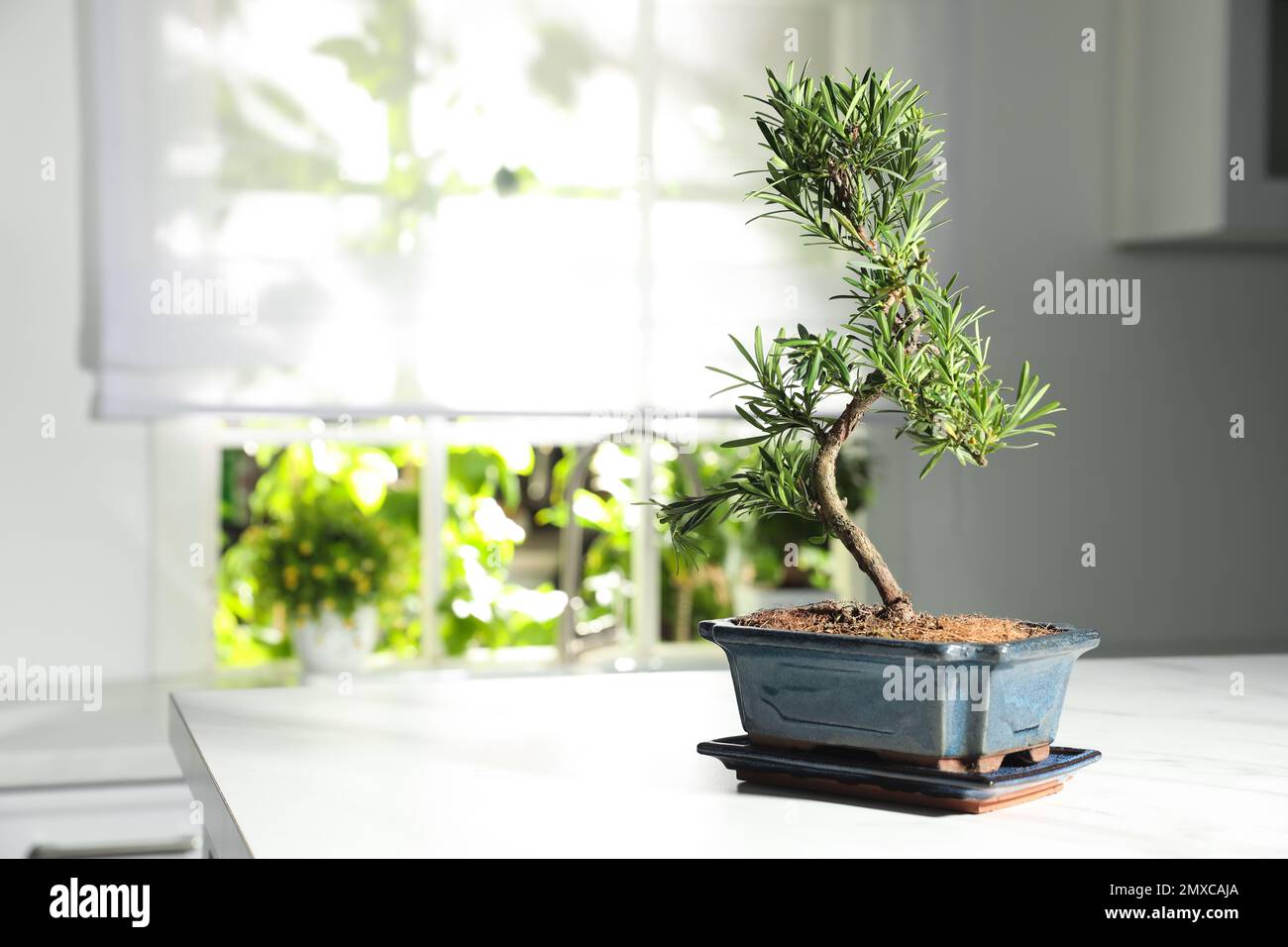 Japanische Bonsai-Pflanze auf der Arbeitsflche in der Kche, Platz fr  Text. Zen-Atmosphre zu Hause schaffen Stockfotografie - Alamy