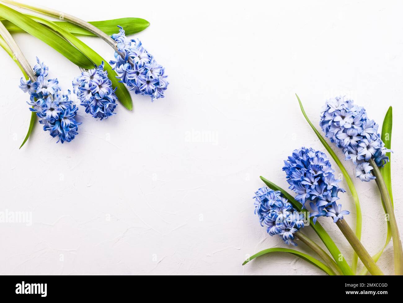 Blütenzusammensetzung mit Fliederhyazinthen. Frühlingsblumen auf weißem Hintergrund. Osterkonzept. Flach liegend, Draufsicht. Stockfoto