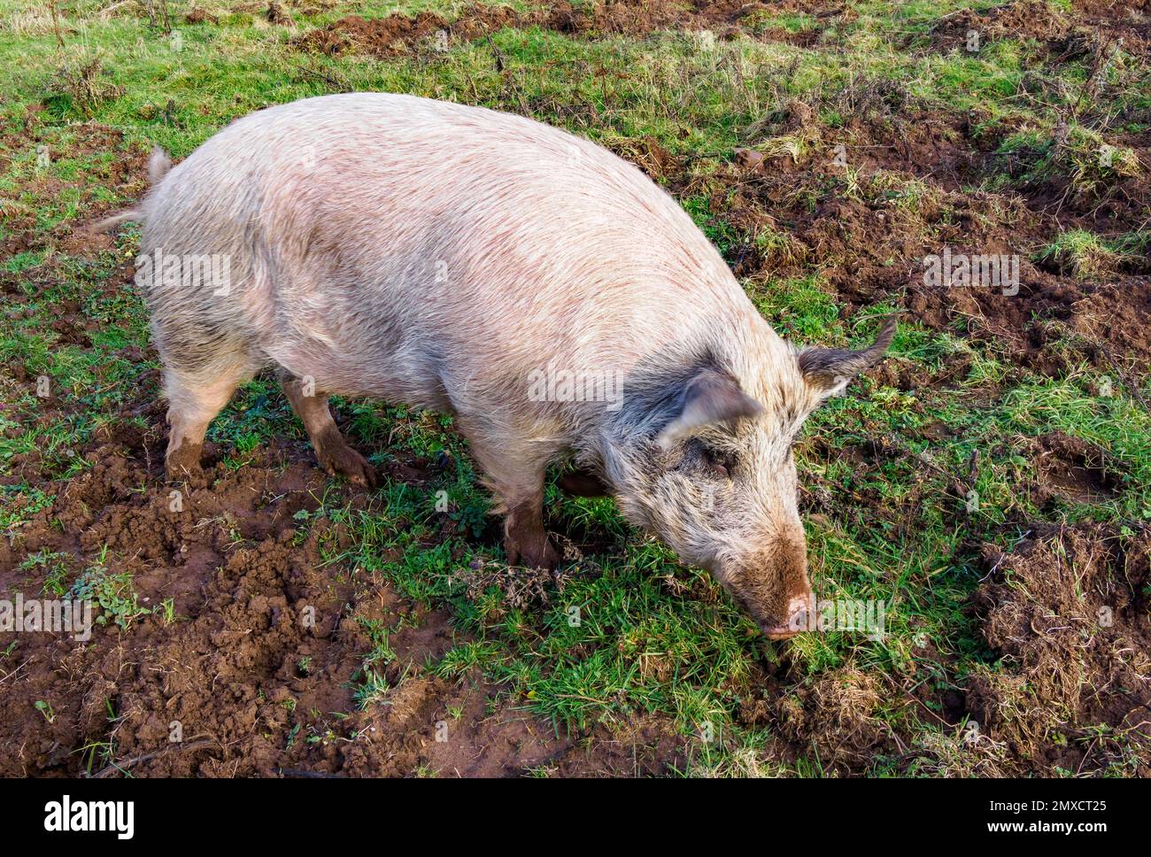 Großes weißes Schwein Sus domesticus mit Bewegungsfreiheit auf einem Feld in South Wales UK Stockfoto