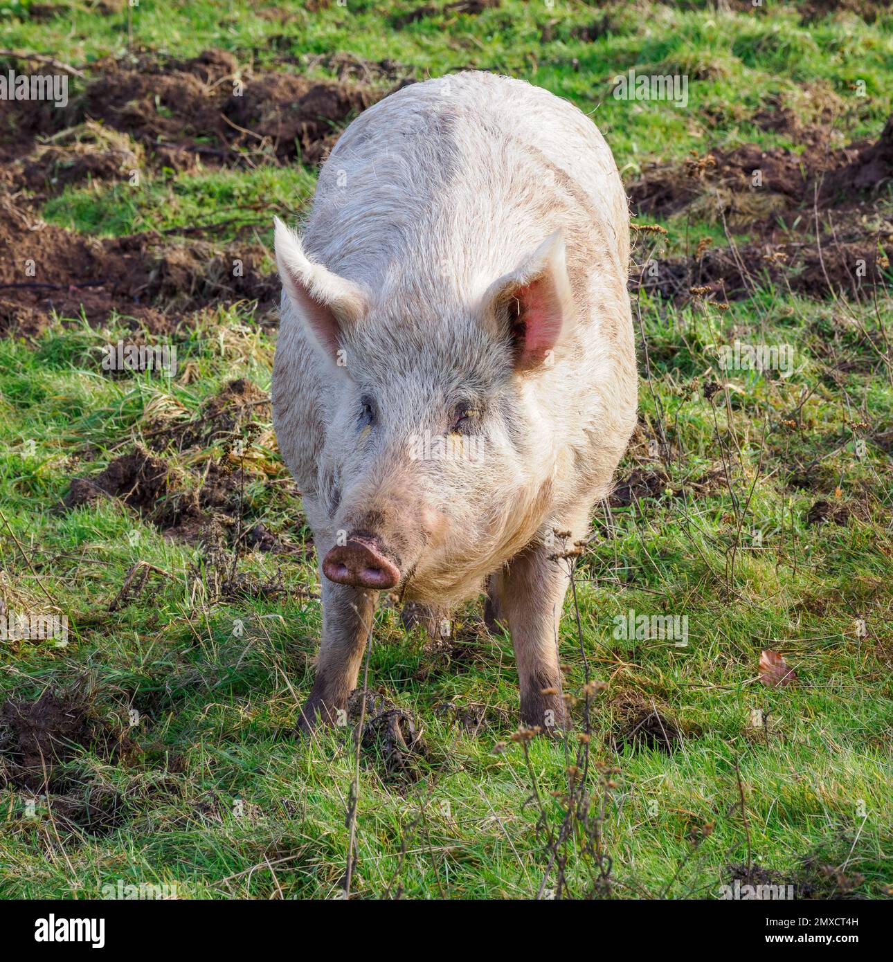 Großes weißes Schwein Sus domesticus mit Bewegungsfreiheit auf einem Feld in South Wales UK Stockfoto