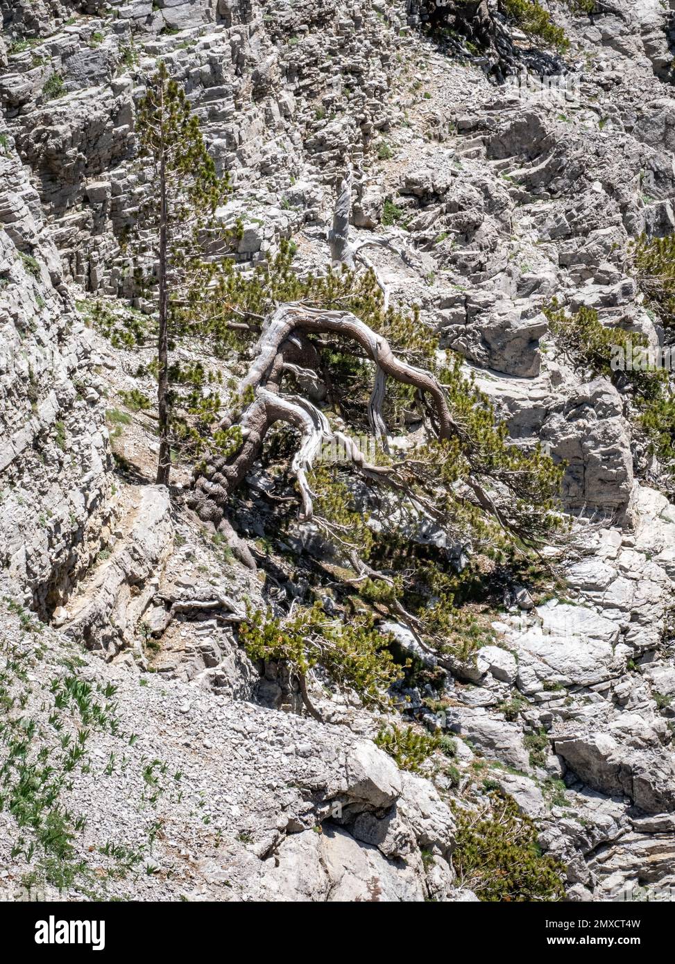 Antiker und verdrehter bosnischer Pinus heldreichii mit jüngeren Kiefern, die um 2000m Uhr auf steilen Kalksteinklippen auf dem Mount Timfi in Epirus Griechenland wachsen Stockfoto