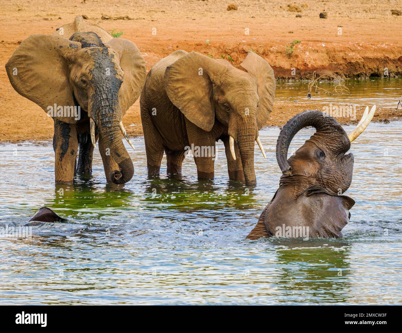 Afrikanische Elefanten genießen ein verspieltes Bad in einem Wasserloch im Tsavo-Nationalpark Kenia Stockfoto