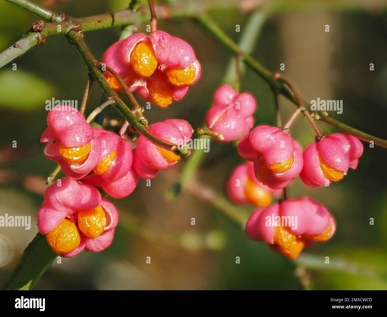 Markante rosa-orangefarbene Früchte des Spindelbaums Euonymus europaeus, der an einem Waldrand in Somerset UK wächst Stockfoto