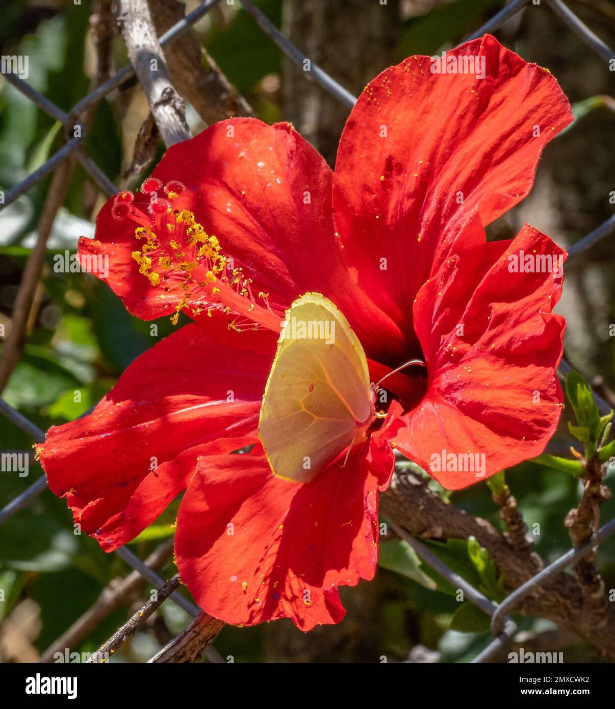 Kleopatra-Schmetterling Gonepteryx cleopatra besucht eine rote Hibiskusblume in einem Garten in Nordgriechenland Stockfoto